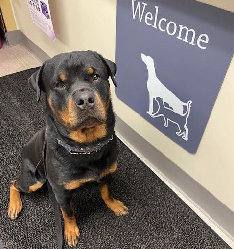 A happy patient in front of the welcome sign at Denbigh Animal Hospital